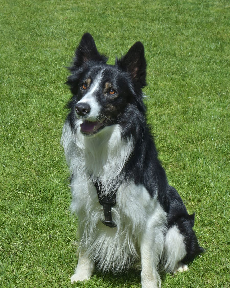 Border collie assis dans un pré de la ferme