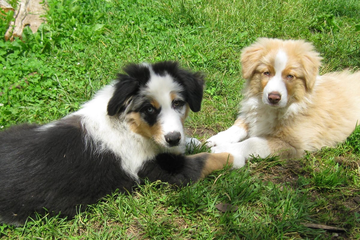 Deux chiots bergers australiens couchés dans l'herbe
