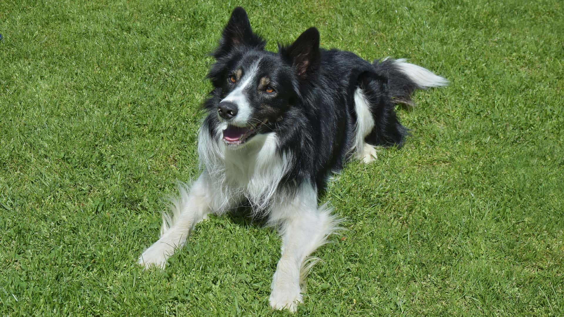 Border collie couché dans l'herbe, à la ferme